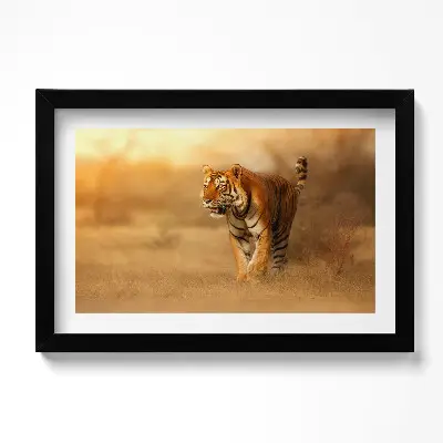 Obraz v ráme Divoký tiger na love