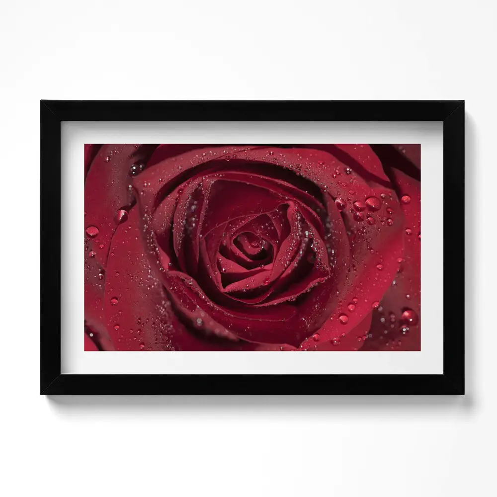 Obraz v ráme Detailný záber na červenú ružu v rose