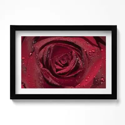 Obraz v ráme Detailný záber na červenú ružu v rose