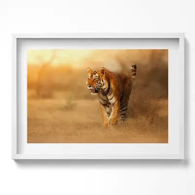 Obraz v ráme Divoký tiger na love