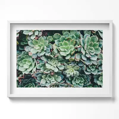 Obraz v ráme Zelené sukulentné rastliny