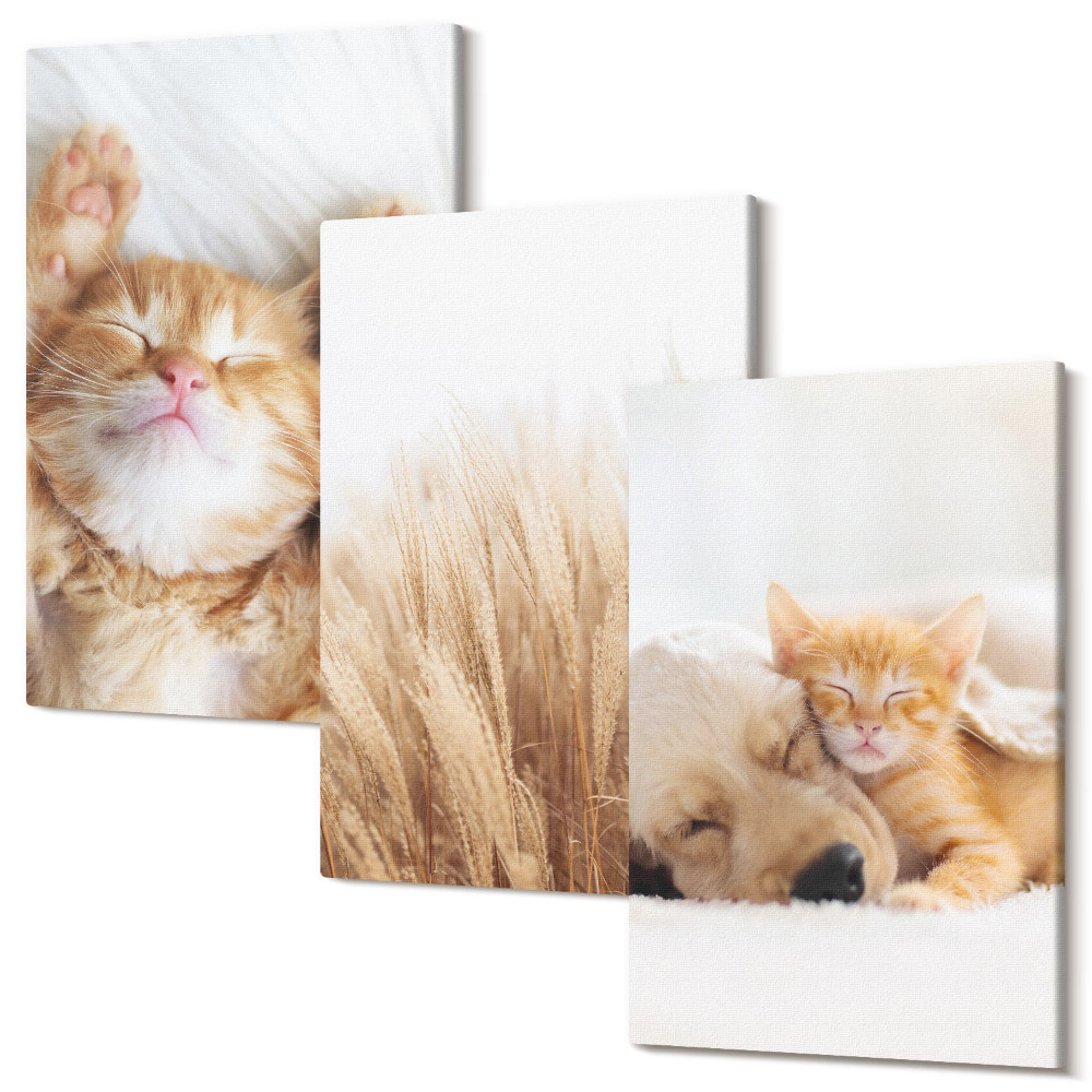 Sada obrazov na stenu triptych Roztomilé zvieratká mačky psy jemná tráva boho