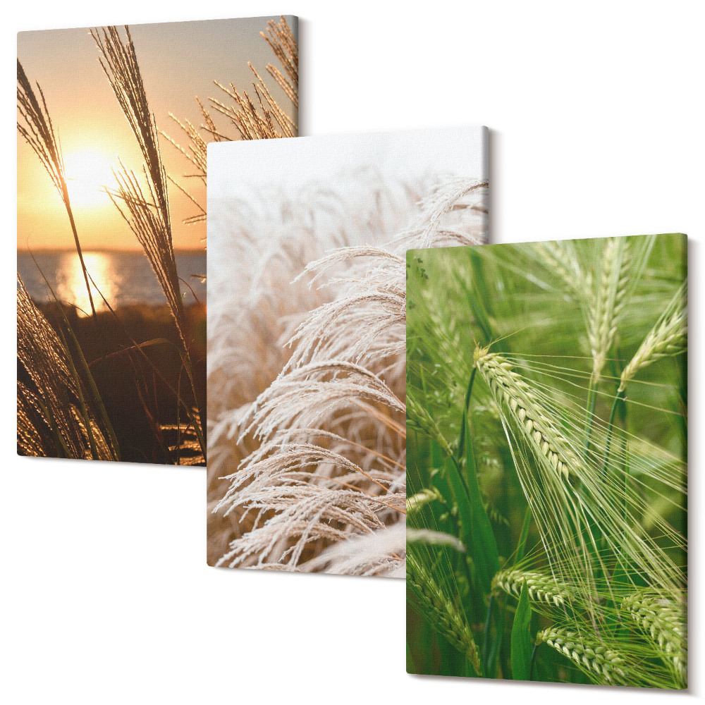 Sada 3 obrazov Rôzne druhy tráv pestrej prírody