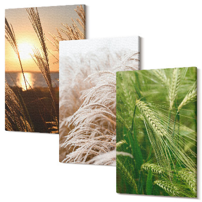 Sada 3 obrazov Rôzne druhy tráv pestrej prírody