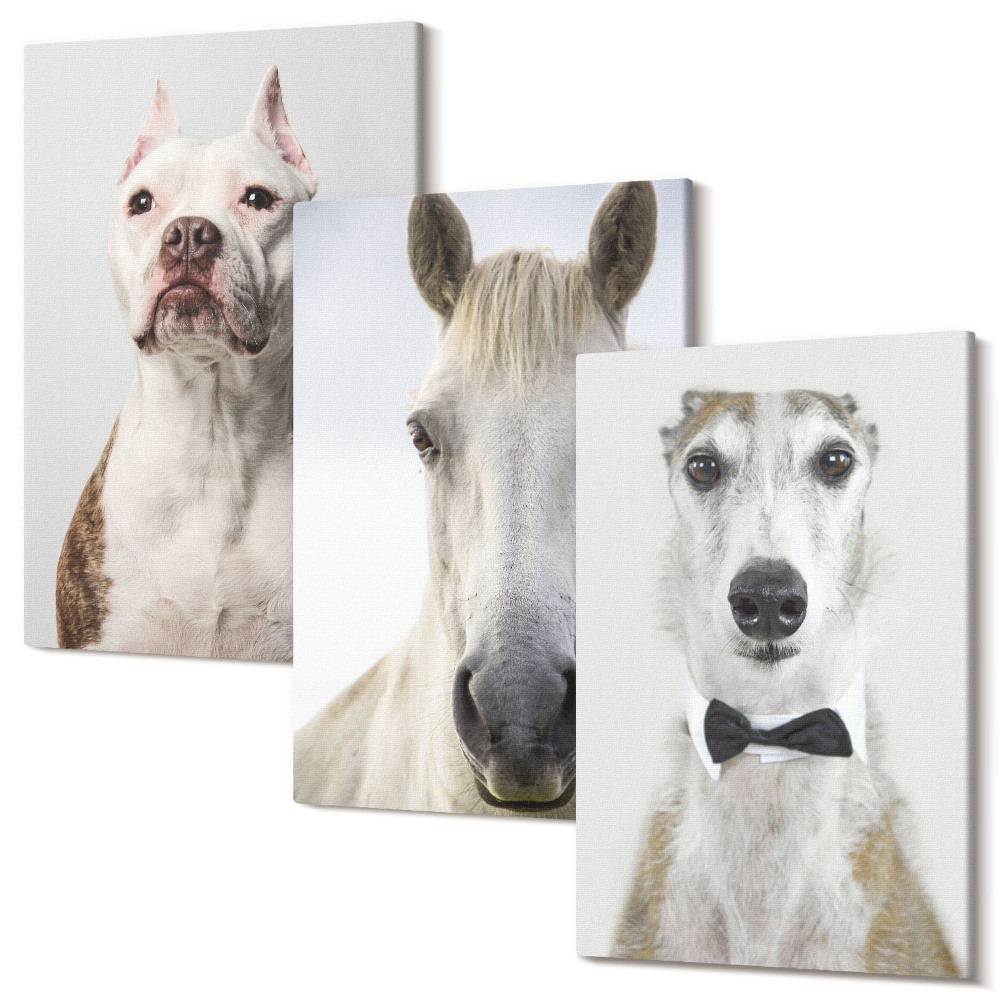 Sada obrazov triptych Zaujímavé portréty psov a koní v elegantnom štýle