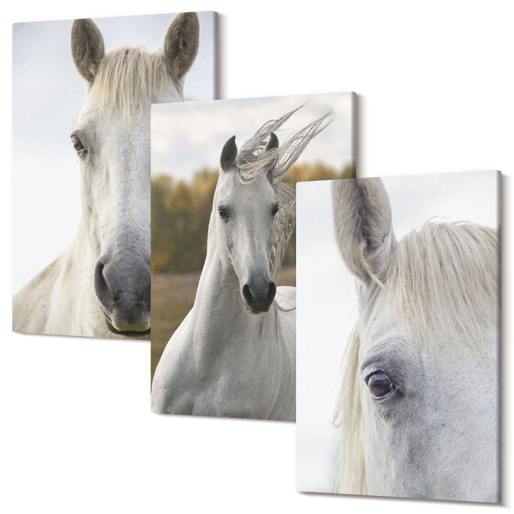 Sada obrazov triptych Biele kone v rôznych pózach na prirodzenom pozadí