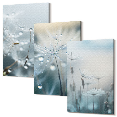 Sada 3 obrazov Kvapky rosy na jemných púpavách