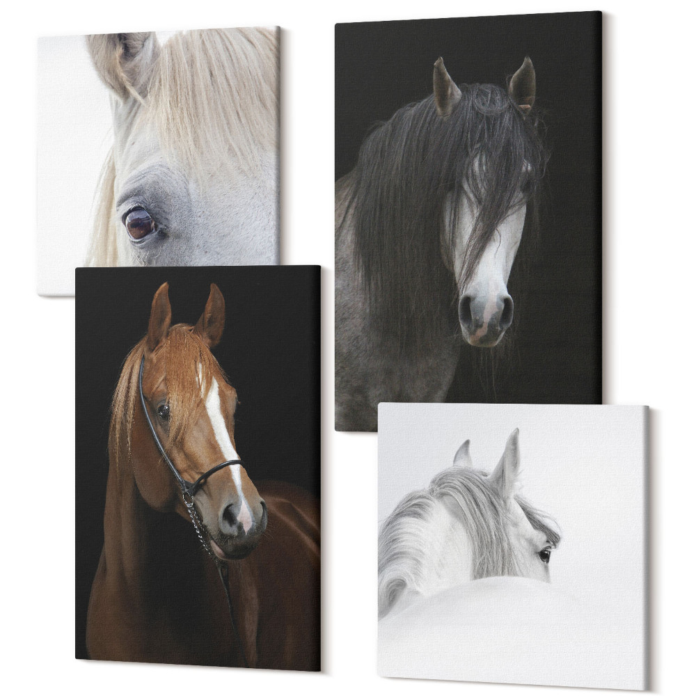 Sada 4 obrazov Portréty koní v rôznych odtieňoch srsti