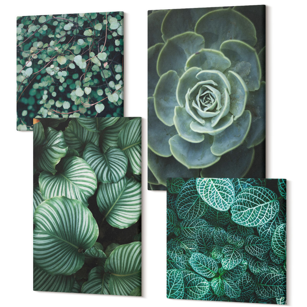 Sada obrazov na stenu kvadryptych Zelené listnaté rastliny a štýlové sukulenty