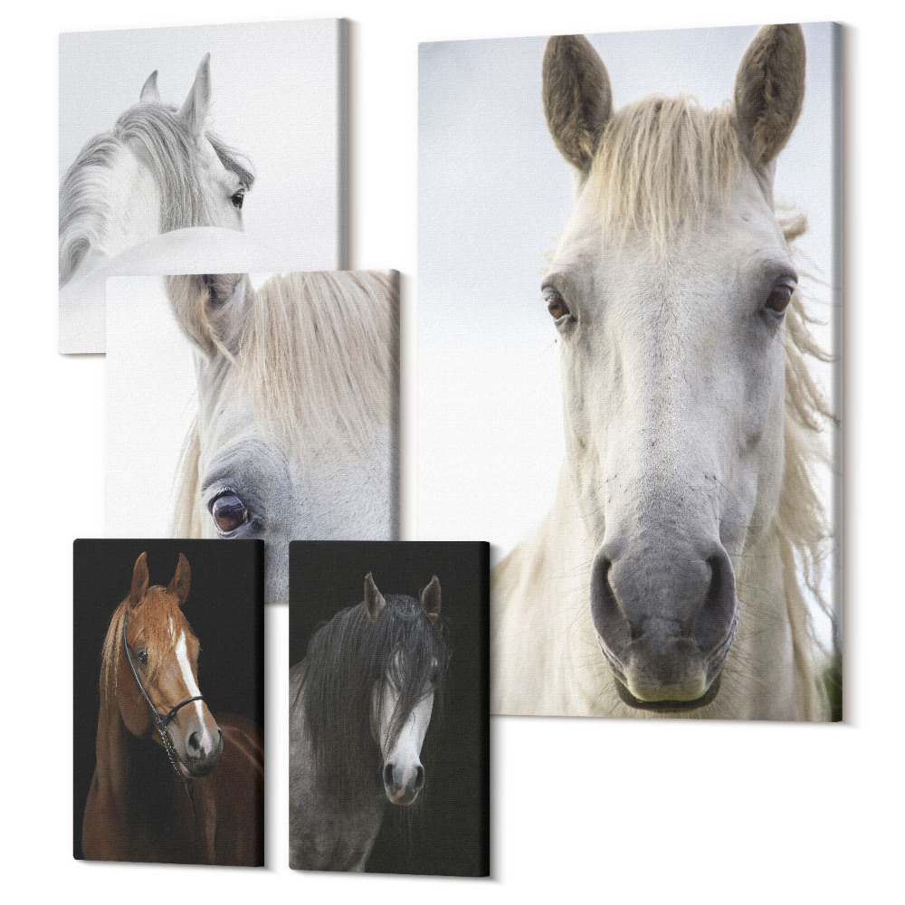 Sada 5 obrazov Portréty koní v rôznych uhloch a umeleckých štýloch