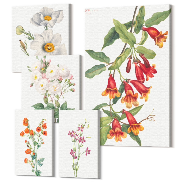 Sada obrazov na stenu pentaptych Botanické kvetinové ilustrácie na bielom pozadí