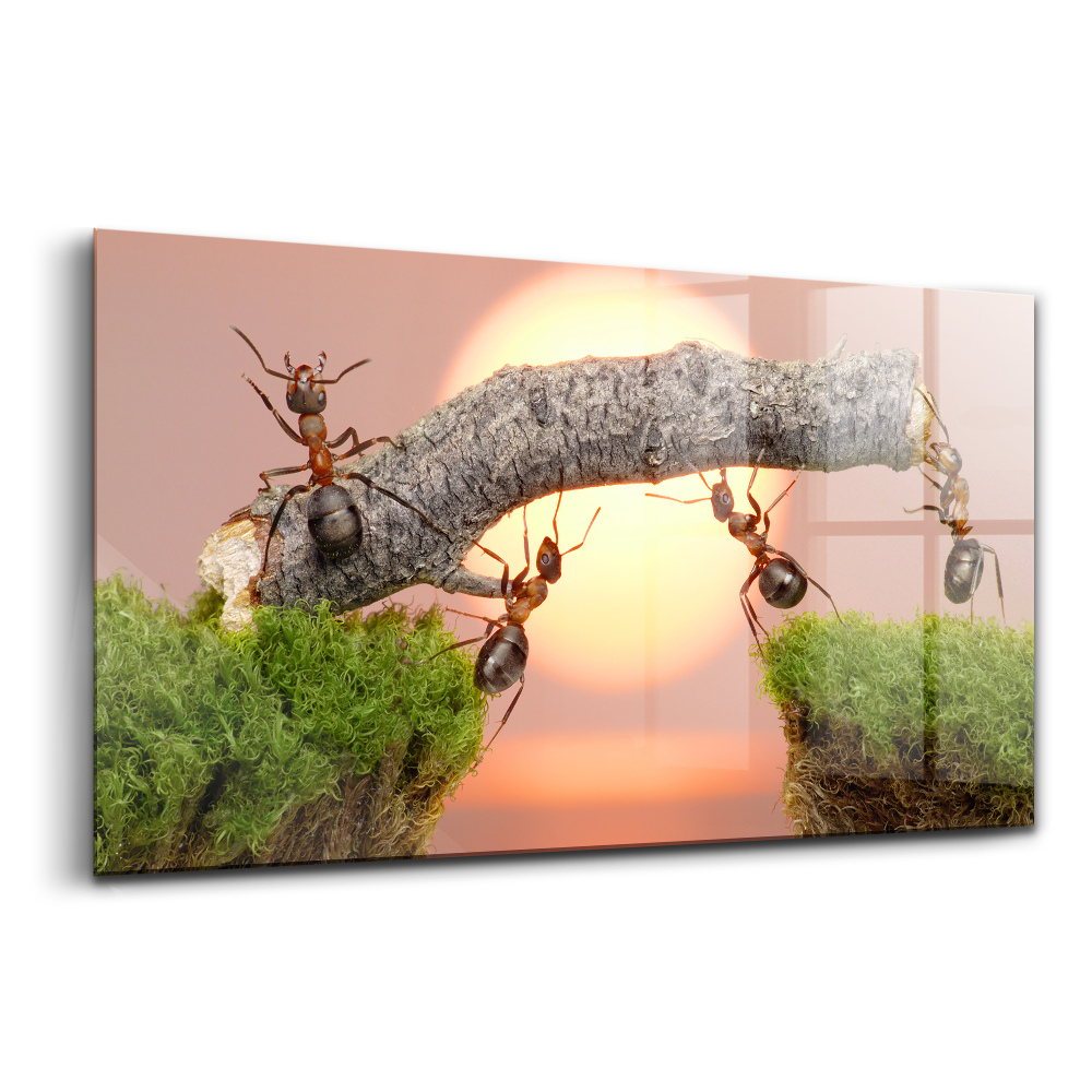 Sklenený obraz Mravce na kmeni stromu