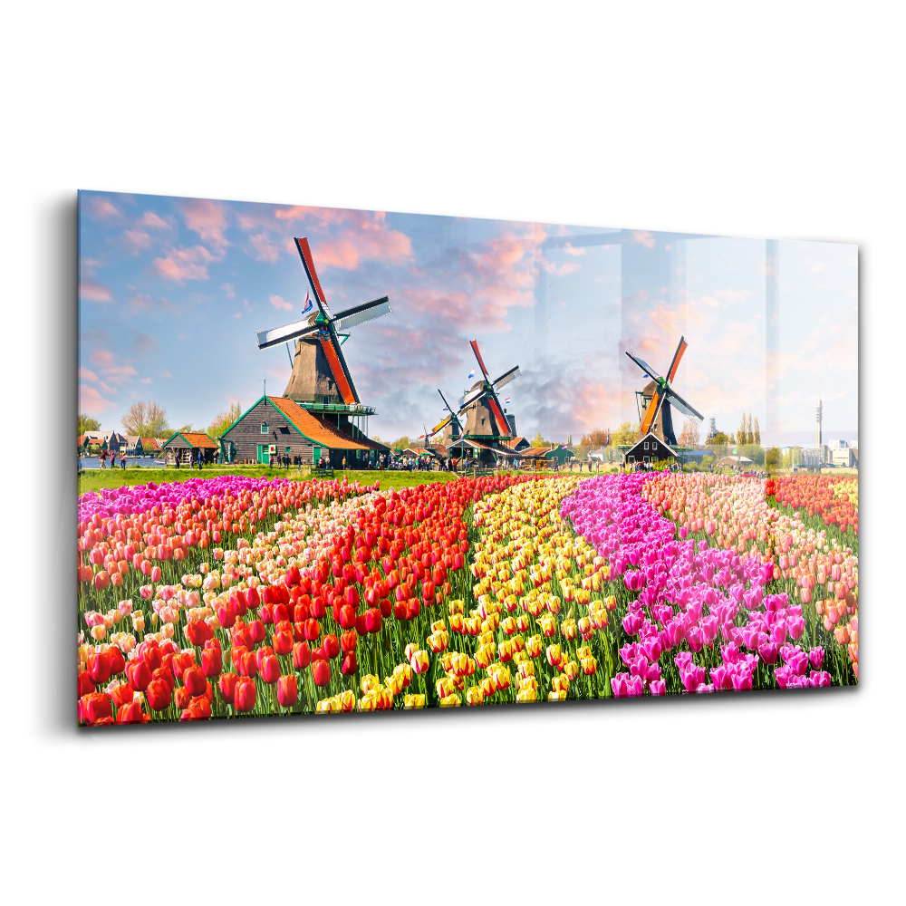 Obraz na skle Krajina s tulipánmi Holandsko