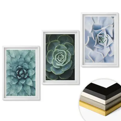 Triptych Zelená krása sukulentov v ráme